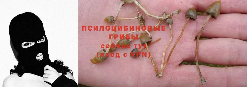 Псилоцибиновые грибы Psilocybe  Константиновск 